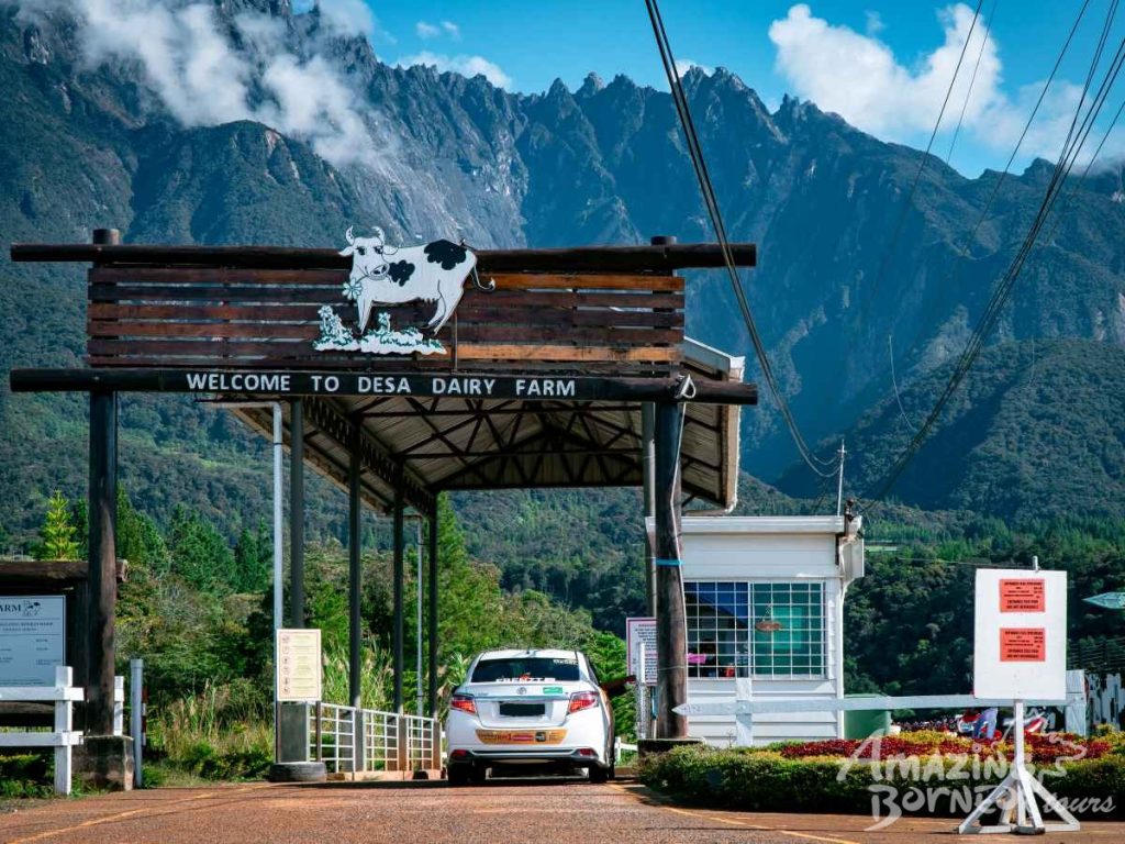 4a-kundasang-main-entrance-desa-cattle-dairy-farm