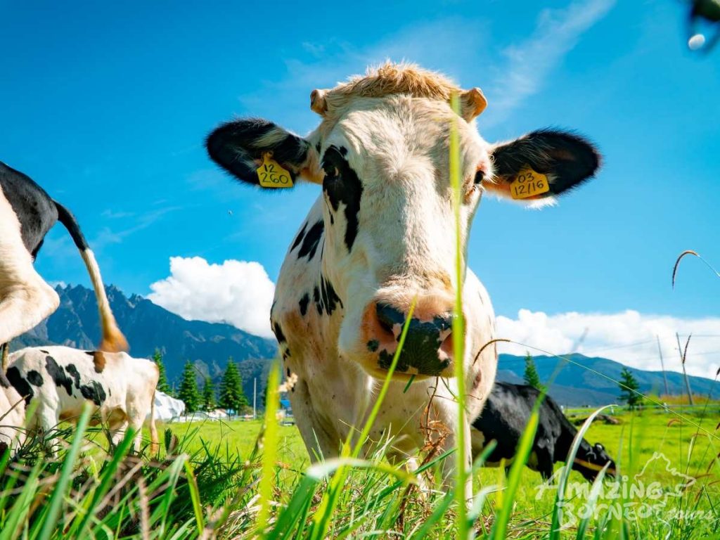 4g-kundasang-desa-cow-farm-cow-closed-up-family-friendly-package-amazing-borneo