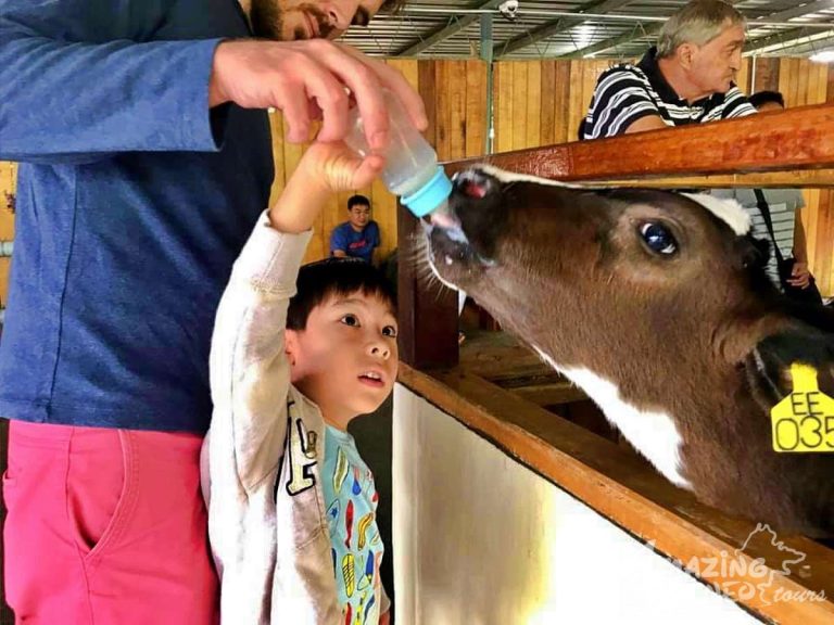 4k-cow-milk-feeding-family-package-desa-dairy-farm-amazing-borneo