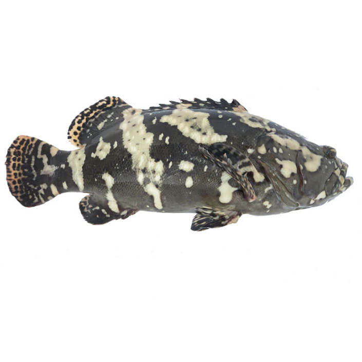 hybrid-003-right hybrid-003-right